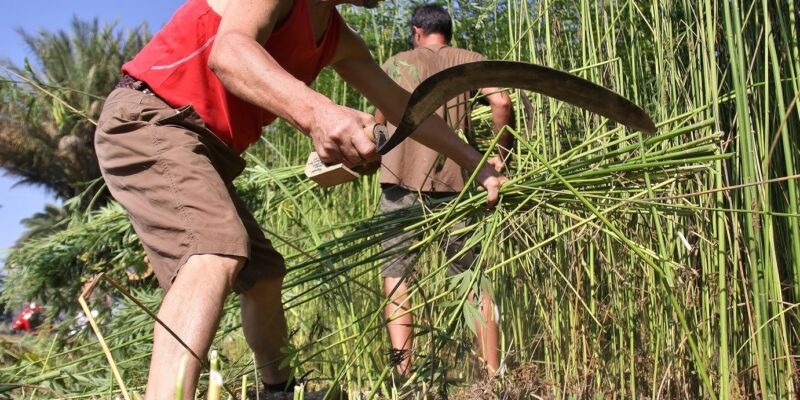 Callosa de Segura acoge el I Congreso Nacional del Cáñamo el 29 de octubre