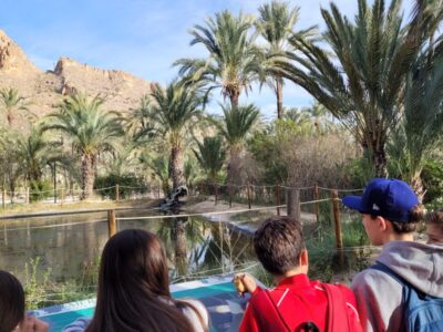 Orihuela tala 7 palmeras adultas y transplanta dos jóvenes en el Palmeral