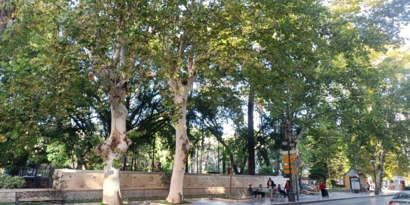 Orihuela corta al tráfico la avenida Duque de Tamames por la poda de los plataneros