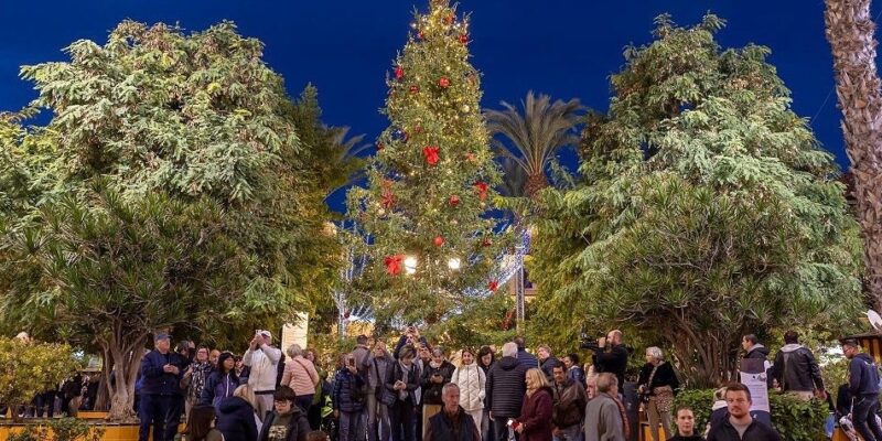 Torrevieja encenderá el 1 de diciembre su árbol de Navidad procedente de Suecia