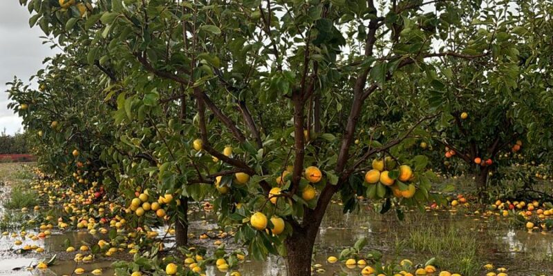 LA UNIÓ lanza una campaña de donaciones para ayudar a los agricultores tras la DANA