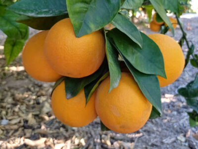 ASAJA exige precios justos para los productores de naranjas destinadas a zumo