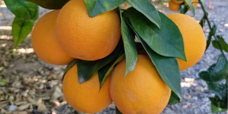 ASAJA exige precios justos para los productores de naranjas destinadas a zumo