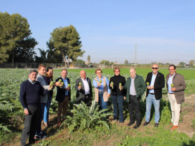 La superficie destinada a la alcachofa en la Vega Baja crece más de un 50% en la última década
