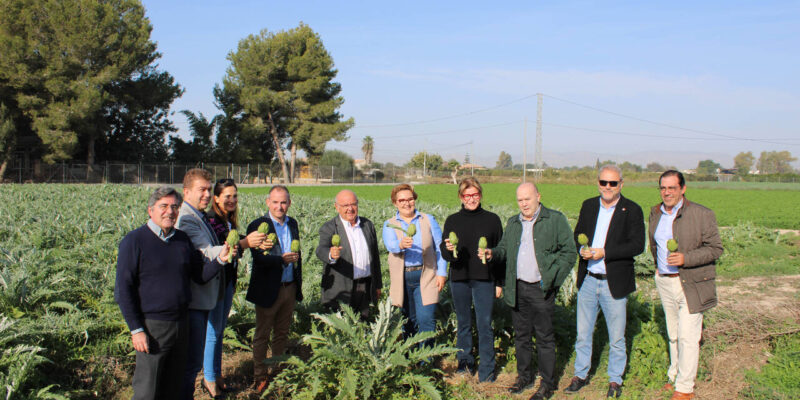 La superficie destinada a la alcachofa en la Vega Baja crece más de un 50% en la última década