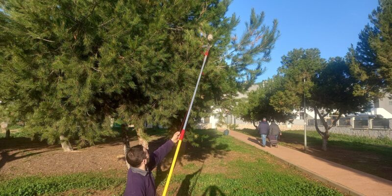 Orihuela actúa en el control de procesionaria en diferentes puntos del municipio