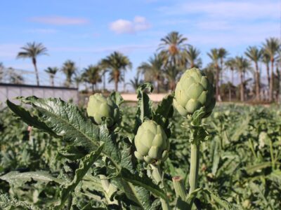 Las XII Jornada Técnica de la Alcachofa tendrá lugar el 29 de enero en Elche