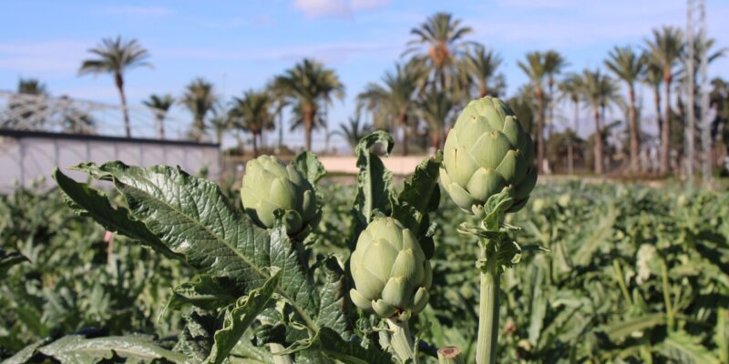 Las XII Jornada Técnica de la Alcachofa tendrá lugar el 29 de enero en Elche