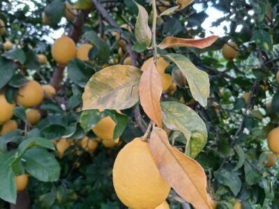 ASAJA avisa que las pérdidas de limón por las heladas debe repercutir en los precios