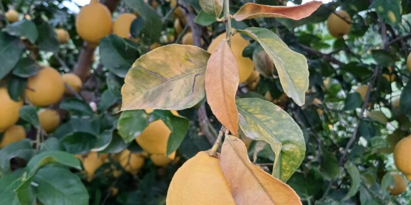 ASAJA avisa que las pérdidas de limón por las heladas debe repercutir en los precios