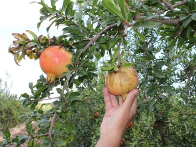 ASAJA Alicante exige a la Conselleria una red de monitorización en la Vega Baja para frenar el trips