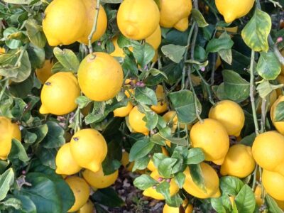 ASAJA Alicante prevé una reducción de cosecha del limón Verna y advierte a los agricultores que no admitan precios a la baja. Las heladas de enero han provocado una merma nacional del -26% de la variedad Fino al cierre de campaña