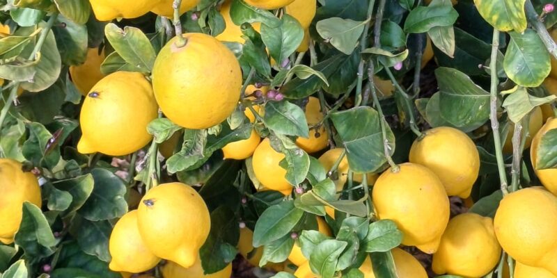 ASAJA Alicante prevé una reducción de cosecha del limón Verna y advierte a los agricultores que no admitan precios a la baja. Las heladas de enero han provocado una merma nacional del -26% de la variedad Fino al cierre de campaña