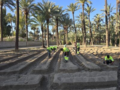 Orihuela recupera el cultivo de algodón en una de las parcelas del Palmeral