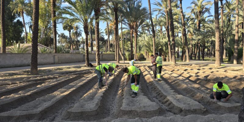 Orihuela recupera el cultivo de algodón en una de las parcelas del Palmeral