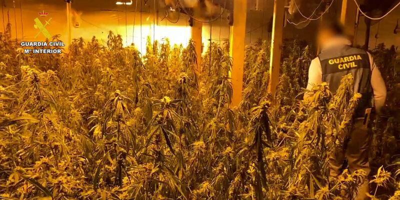 Desmantelan una plantación de marihuana en una nave industrial de Almoradí