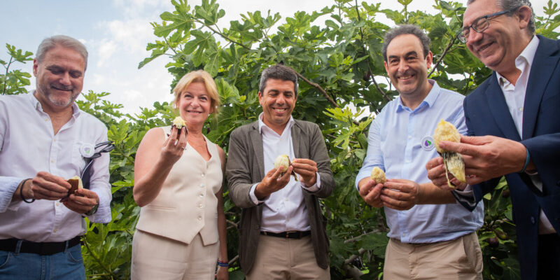 Albatera celebra su tradicional Corte de la Breva e impulsa la campaña de este fruto