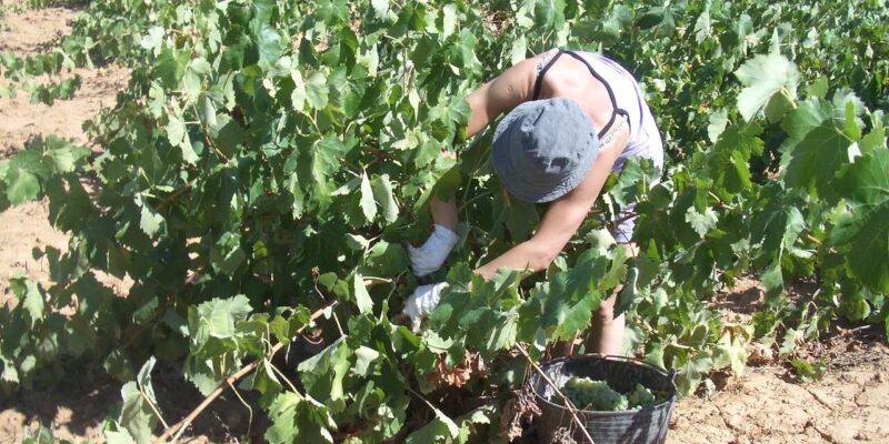 LA UNIÓ denuncia que PP y VOX recortan en apenas dos años un 38% el apoyo a los trabajadores agrarios temporeros para las campañas agrícolas. "El acceso a la mano de obra es un problema creciente en el campo valenciano y este recorte puede agravarlo todavía más", aseguran desde LA UNIÓ