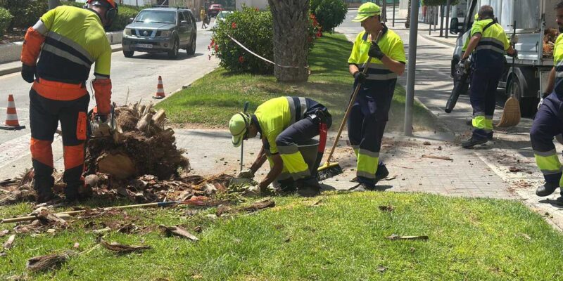 El Ayuntamiento de Torrevieja, a través de la Concejalía de Parques y Jardines, ha llevado a cabo la retirada de una palmera que presentaba una peligrosa inclinación en el Paseo Vista Alegre, con el objetivo de garantizar la seguridad de los viandantes