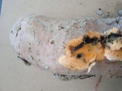 ASAJA alerta sobre una plaga que amenaza la producción de boniato en la Vega Baja