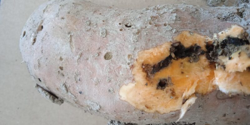 ASAJA alerta sobre una plaga que amenaza la producción de boniato en la Vega Baja