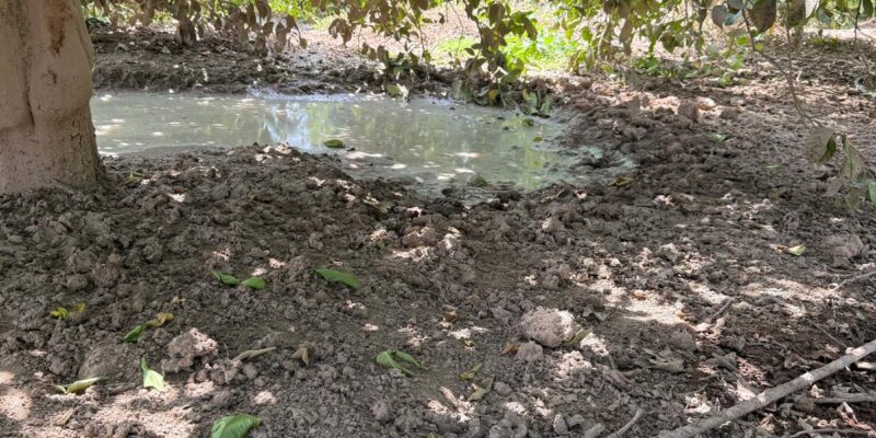 La Concejalía de Medio Ambiente de Orihuela , que dirige Noelia Grao, informa que, ante el aumento de la presencia de jabalíes en zonas de cultivo, se están autorizando, previo informe técnico de la conselleria, actuaciones de captura o caza controlada para minimizar los daños que esta especie está provocando en el campo oriolano.