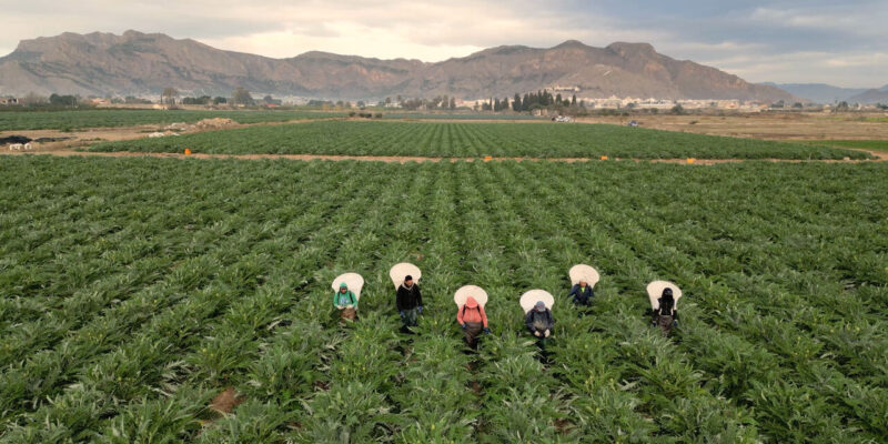 Cítricos, alcachofa, almendro y brócoli lideran la superficie de cultivo en la Vega Baja del Segura