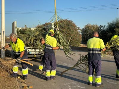 Hace unos días daba comienzo el desarrollo de una amplia campaña de poda de palmeras en Torrevieja, la cual se extenderá durante los meses de septiembre, octubre y principios de noviembre