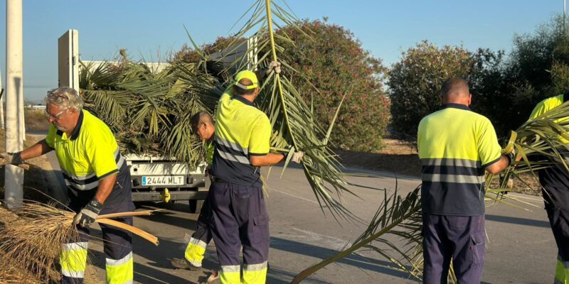 Hace unos días daba comienzo el desarrollo de una amplia campaña de poda de palmeras en Torrevieja, la cual se extenderá durante los meses de septiembre, octubre y principios de noviembre