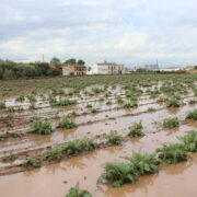LA UNIÓ informa que las lluvias de los últimos días son muy beneficiosas en general para el campo valenciano. Apunta que los únicos problemas en los cultivos se encuentran en el arroz pendiente de segar y las hortalizas