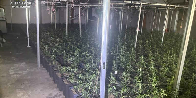 Desmantelan un cultivo indoor de marihuana con 2.000 plantas en una pedanía de Orihuela