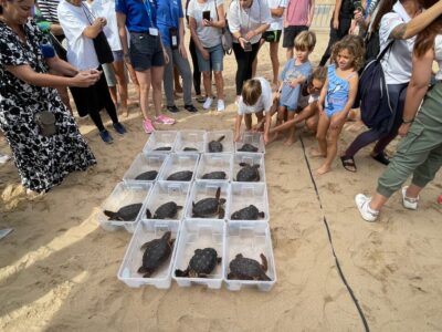  Un total de 16 tortugas marinas han entrado al mar de Torrevieja un año después de nacer en la playa de La Mata. Los neonatos han formado parte del programa Head Starting de la Fundación Oceanogràfic para alcanzar el tamaño y peso adecuados que aumenten sus probabilidades de supervivencia en el medio natural