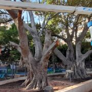 Orihuela realiza labores de conservación en el ficus monumental de la Glorieta