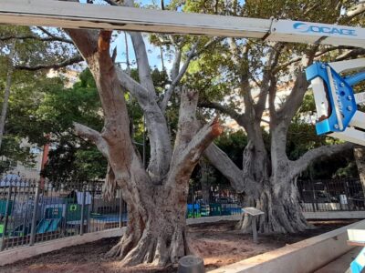 Orihuela realiza labores de conservación en el ficus monumental de la Glorieta