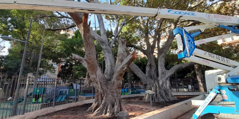 Orihuela realiza labores de conservación en el ficus monumental de la Glorieta