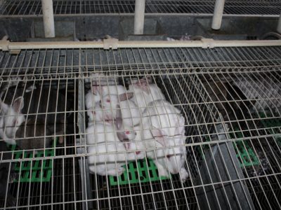 La Unió denuncia la eliminación de ayudas para el sector cunícola