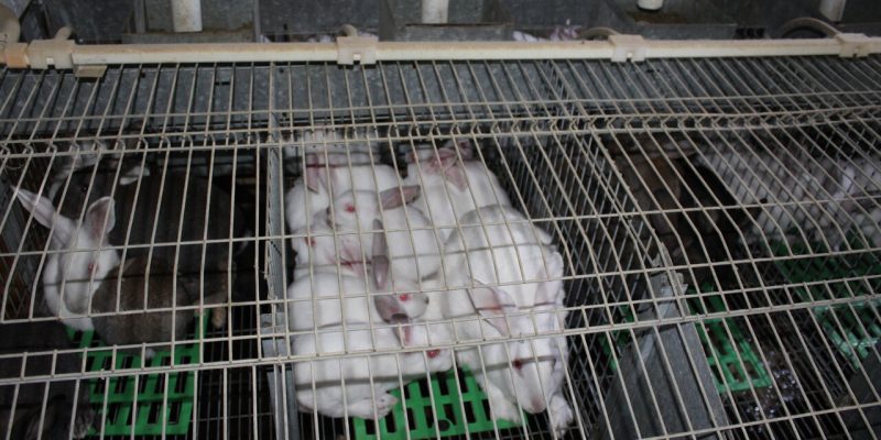 La Unió denuncia la eliminación de ayudas para el sector cunícola