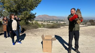 Bigastro reintroduce en La Pedrera un búho real y un cernícalo