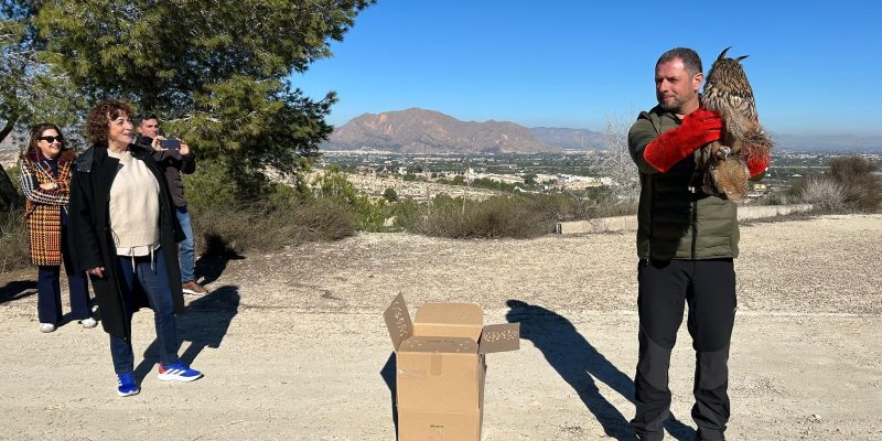 Bigastro reintroduce en La Pedrera un búho real y un cernícalo