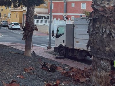 Rojales inicia la campaña de poda de palmeras