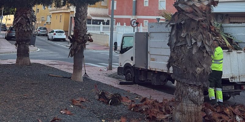 Rojales inicia la campaña de poda de palmeras