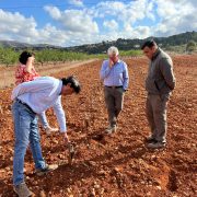 ASAJA critica la no activación de ayudas al olivar y al viñedo