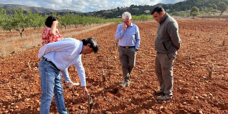 ASAJA critica la no activación de ayudas al olivar y al viñedo