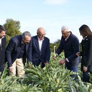 La Vega Baja inaugura la temporada de alcachofas en Daya Nueva