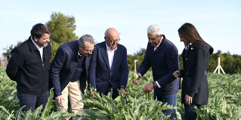 La Vega Baja inaugura la temporada de alcachofas en Daya Nueva