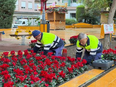 Torrevieja engalana sus calles y plazas con plantas navideñas