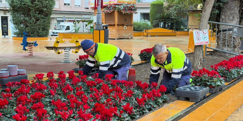 Torrevieja engalana sus calles y plazas con plantas navideñas