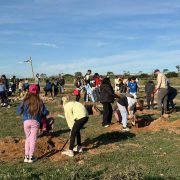 Continúa la plantación de especies autóctonas en el Parque Natural de Torrevieja