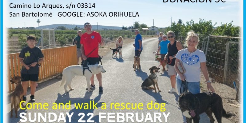 Los ‘Paseos solidarios’ regresan a Asoka Orihuela para dar visibilidad a los perros del refugio
