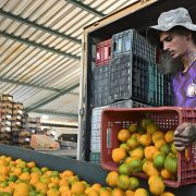 LA UNIÓ exige contingentes y aranceles para los cítricos y reitera su rechazo al acuerdo UE-Mercosur